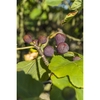 Ficus carica 'Rouge de Bordeaux' 3.0 label
