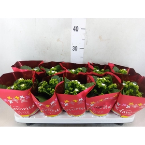 Kalanchoe blos. 'Asteria'