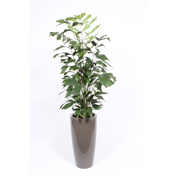 <h4>Caryota mitis in Santorini pot "taupe"</h4>