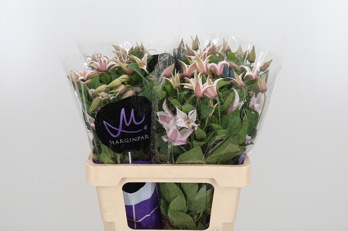 <h4>Clem Amazing Kansas</h4>