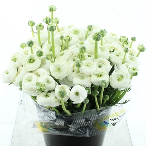 Ran Su Sr Polar White Super