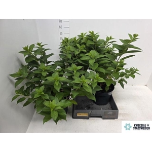 HYDR PANICULATA