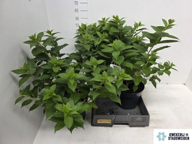 <h4>HYDR PANICULATA</h4>