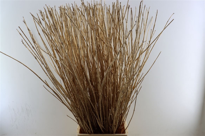 <h4>Cornus Paint Antique Gold Stem</h4>