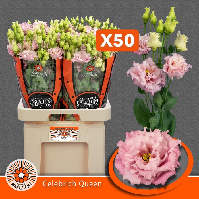 <h4>EUS G CELEB QUEEN</h4>