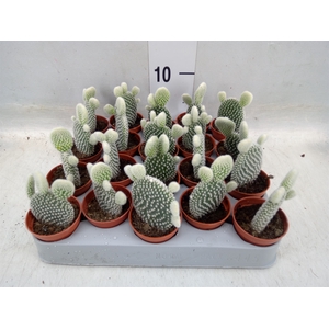 Opuntia microdasys 'Albispina'