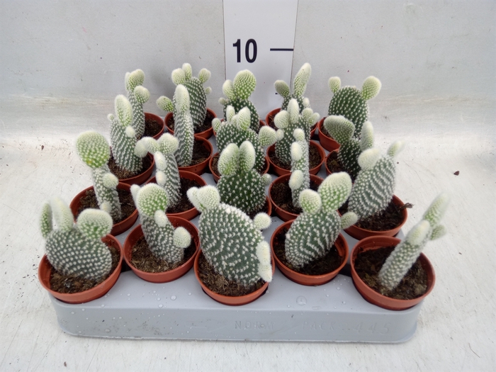 <h4>Opuntia microdasys 'Albispina'</h4>