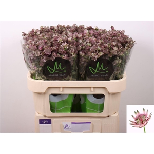 Astrantia Star Of Africa