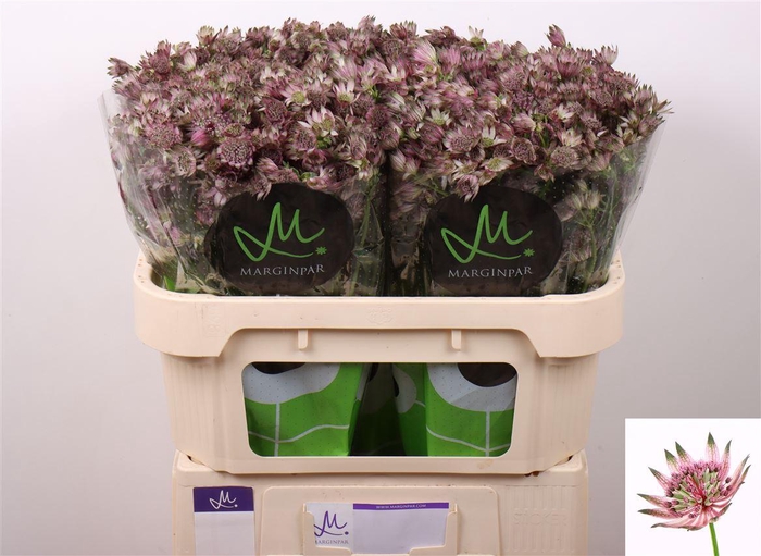 Astrantia Star Of Africa