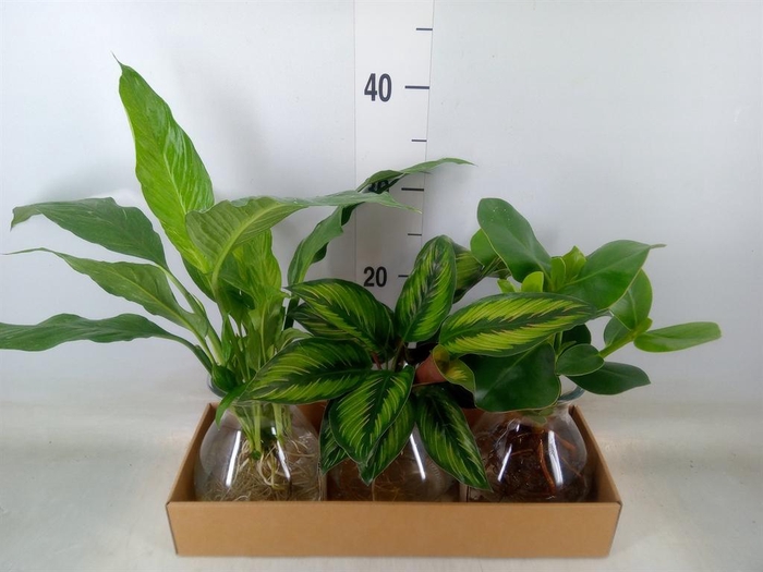 <h4>Planten  ..mix</h4>