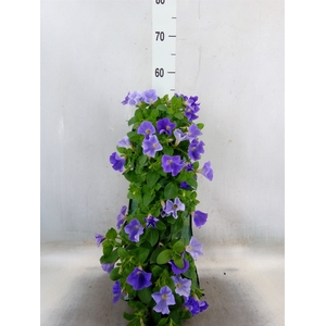 Petunia  'Surfinia'   ...