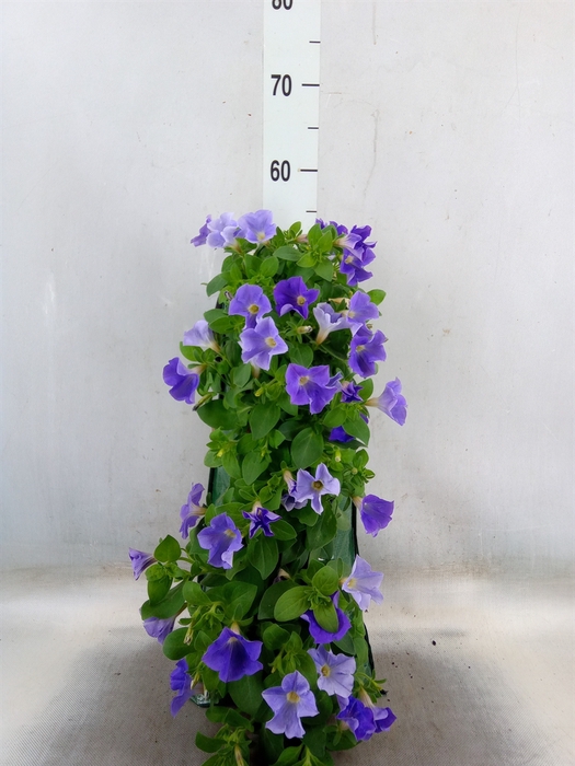 <h4>Petunia  'Surfinia'   ...</h4>