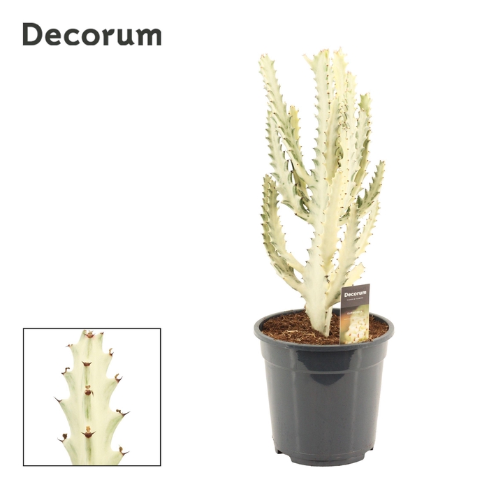 <h4>Euphorbia Lactea 21 cm Ghost (Decorum)</h4>