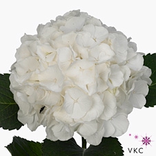 Hydrangea white verena