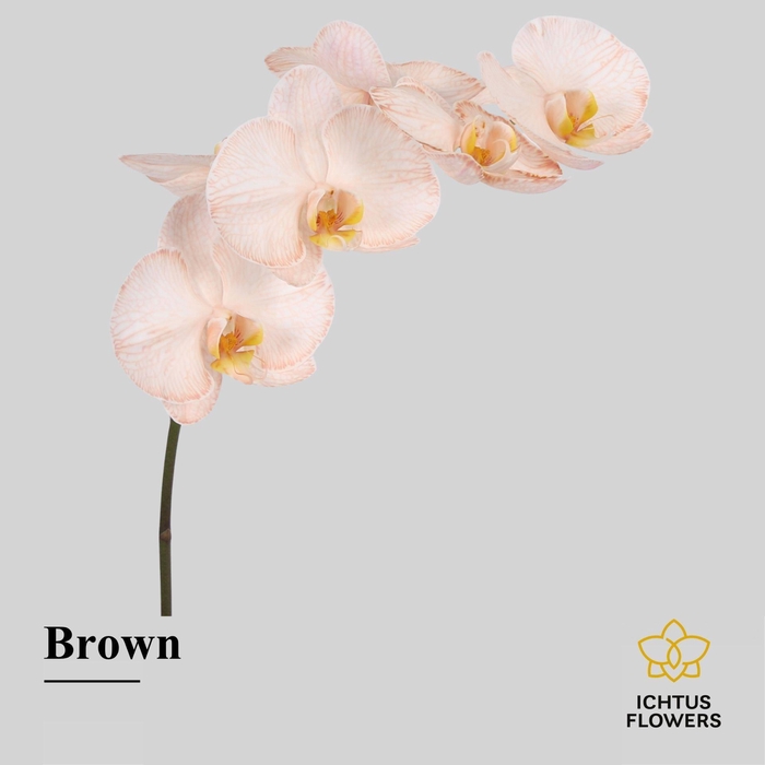 <h4>Phalaenopsis</h4>