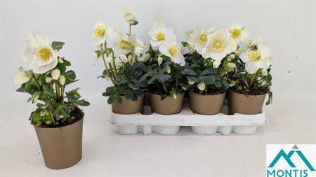 <h4>Hell Ni Chr Carol 7+</h4>