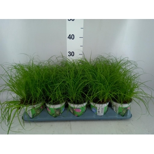Cyperus alternifolius 'Zumula'