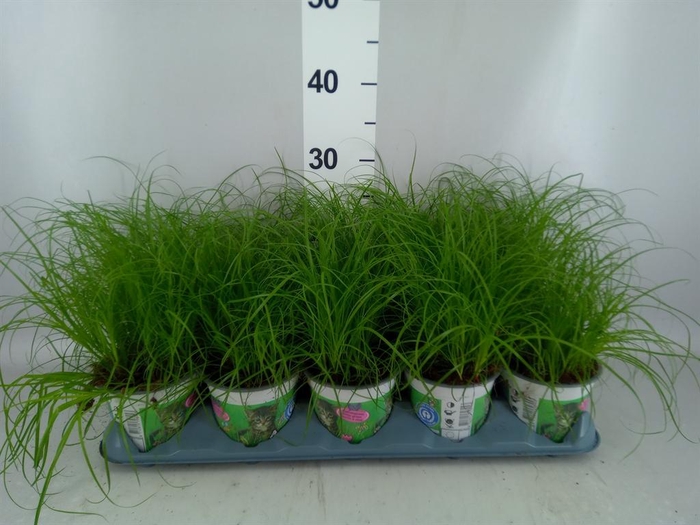 <h4>Cyperus alternifolius 'Zumula'</h4>