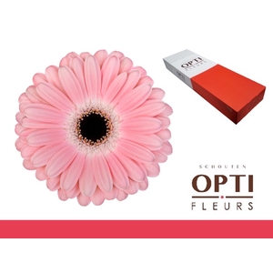 Gerbera Dulcie Doos