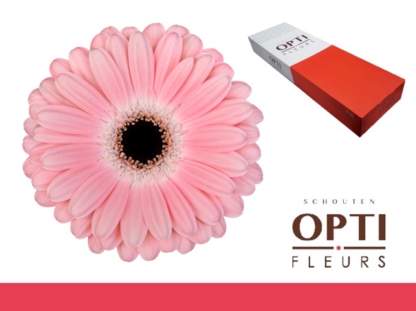 <h4>Gerbera Dulcie Doos</h4>