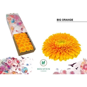 Gerbera Pomponi Big Orange Doos
