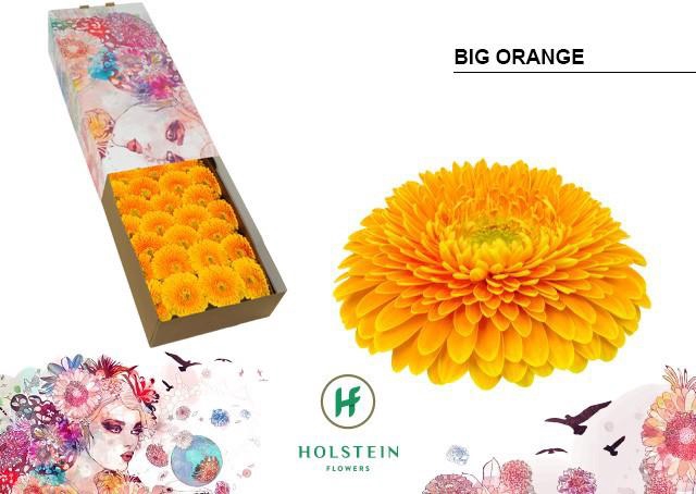 <h4>Gerbera Pomponi Big Orange Doos</h4>