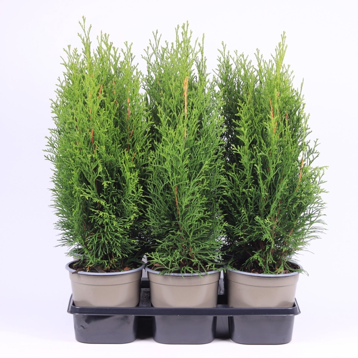 <h4>Thuja Smaragd</h4>