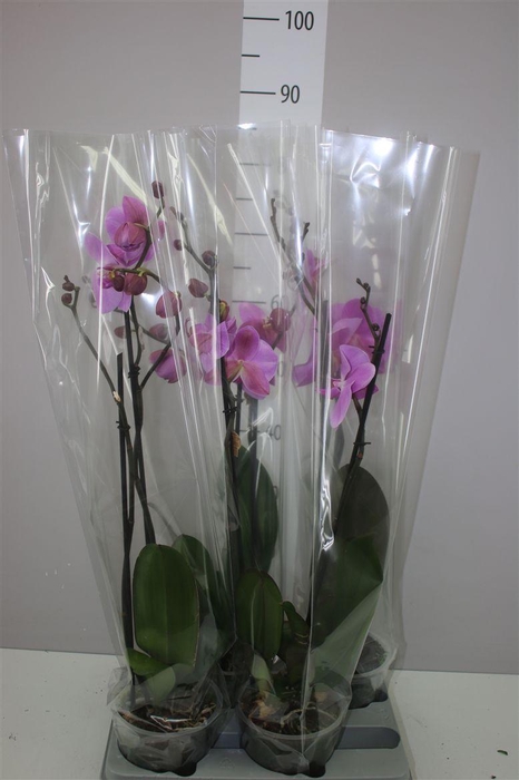 <h4>Phal Roze 2 Tak</h4>