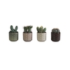 CACTUS MIX P6 L 66038