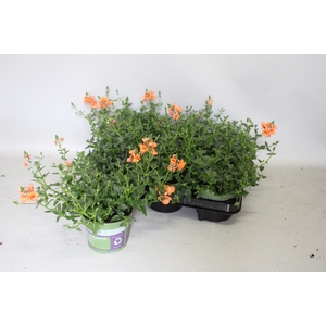 Diascia Orange