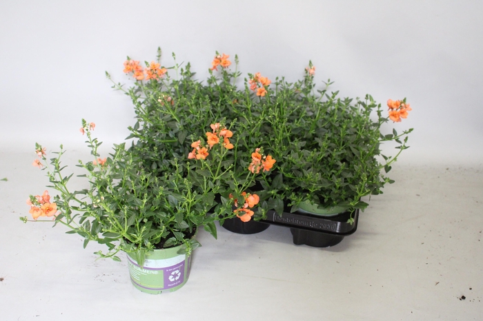 <h4>Diascia Orange</h4>