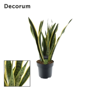 Sansevieria Laurentii (Decorum) 21 cm