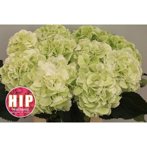 HYDR M SCHNEEBALL CL