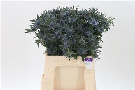 <h4>Eryngium Orion Qstar</h4>