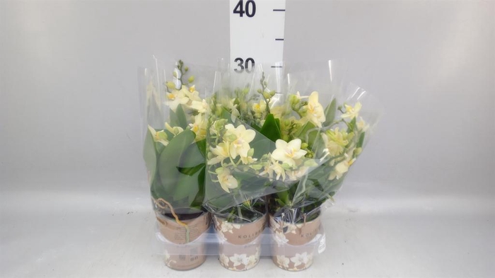 <h4>Phalaenopsis multi.   ...yellow</h4>