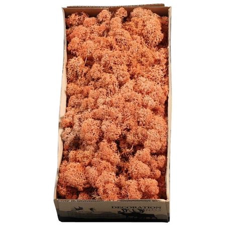 <h4>Ijslandmos (reindeer) Mango</h4>