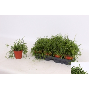 RHIPSALIS BA OASIS