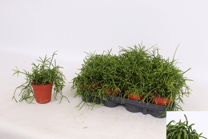 <h4>RHIPSALIS BA OASIS</h4>