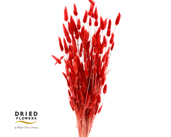 <h4>Dried Bleached Lagurus Red 50gr</h4>