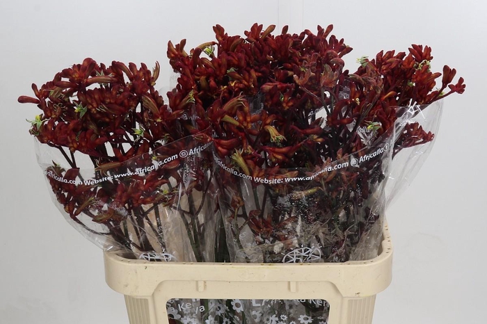 <h4>Anigozanthos Early Spring Indoor</h4>