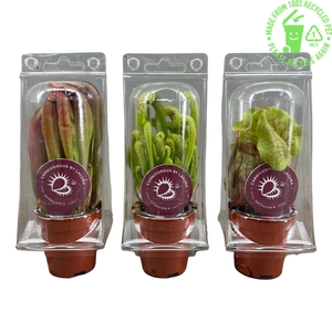 Sarracenia mix 5,5 cm in transparante blister