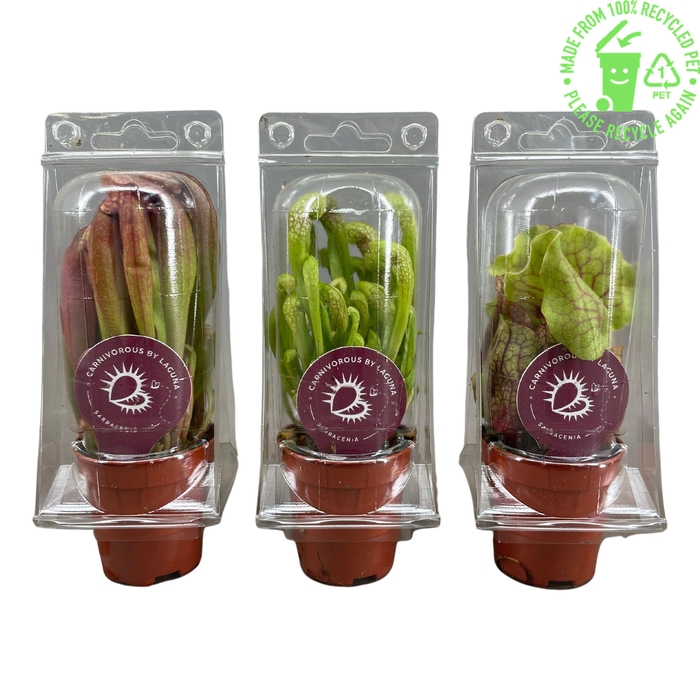 <h4>Sarracenia mix 5,5 cm in transparante blister</h4>