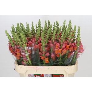 Antirrhinum Potomac Dark Orange