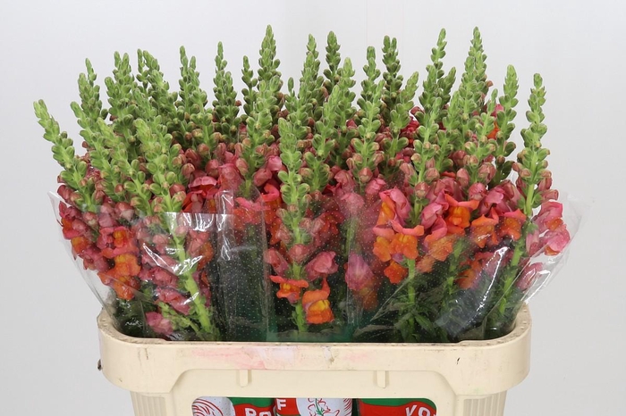 <h4>Antirrhinum Potomac Dark Orange</h4>
