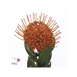 Nutans Painted Ice Blue