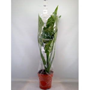 Alocasia cucullata