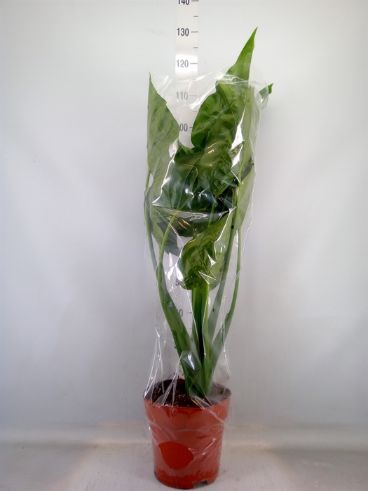 <h4>Alocasia cucullata</h4>