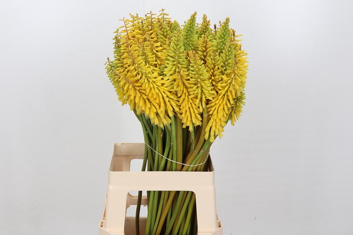 Kniphofia Sunningdale Yellow