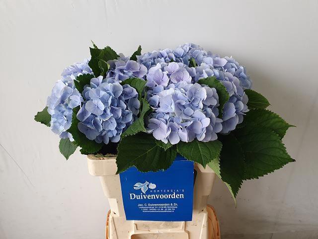 <h4>HYDR M CH VERENA BL</h4>