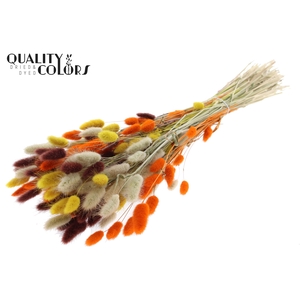 Lagurus Premium per bunch Colourful 3